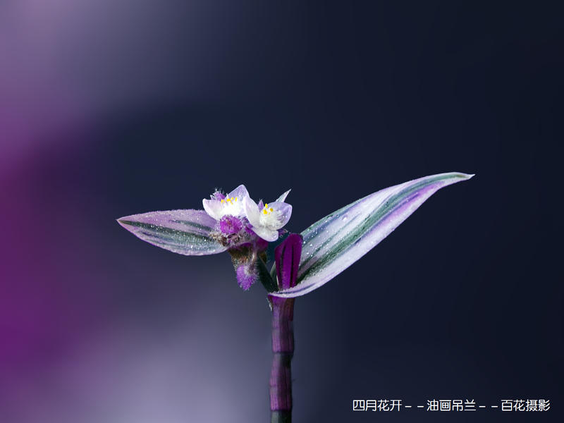 4月花开--油画吊兰--百花摄影