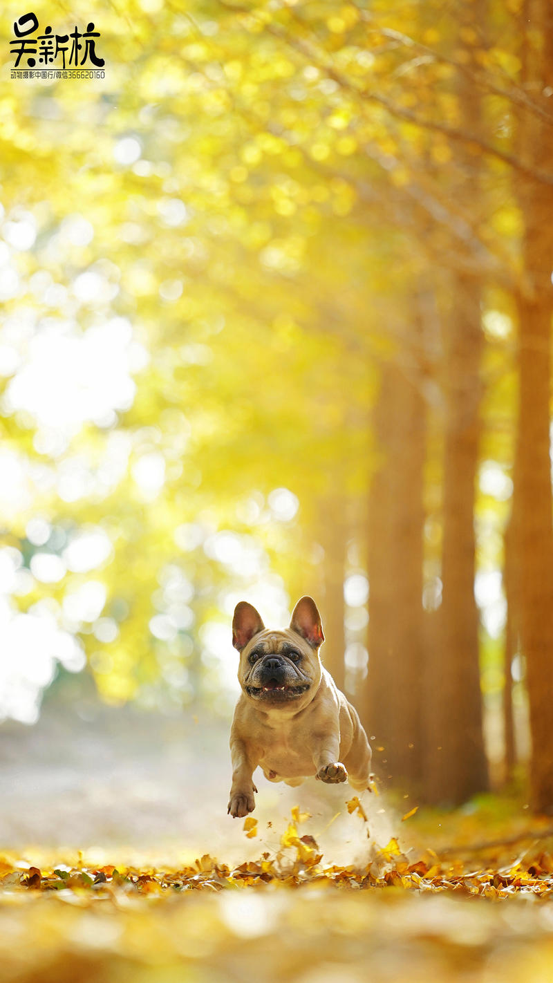 【济南初秋的小斗牛】---吴新杭