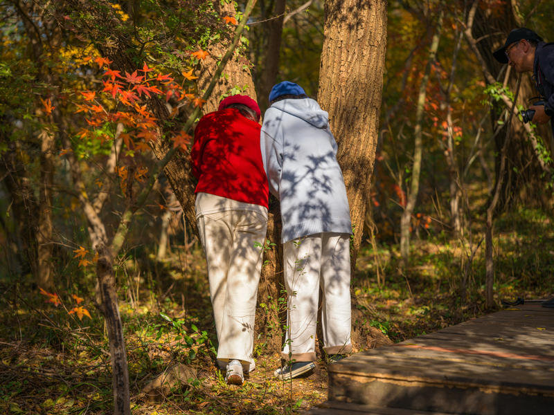 栖霞山上红枫飄
