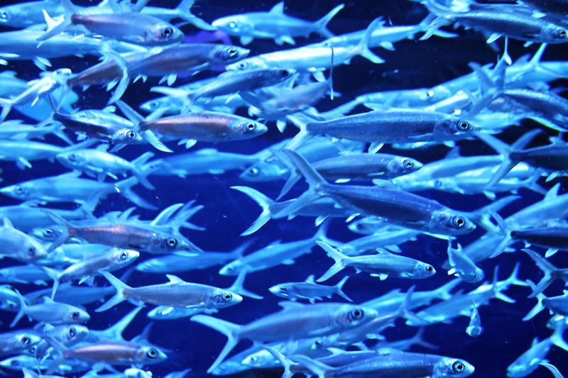 海洋馆观鱼--密集阵型