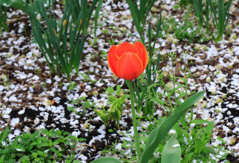 郁金香正在盛开。。