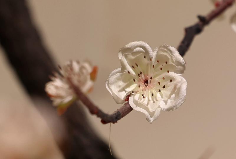 花卉大观园的花儿，，