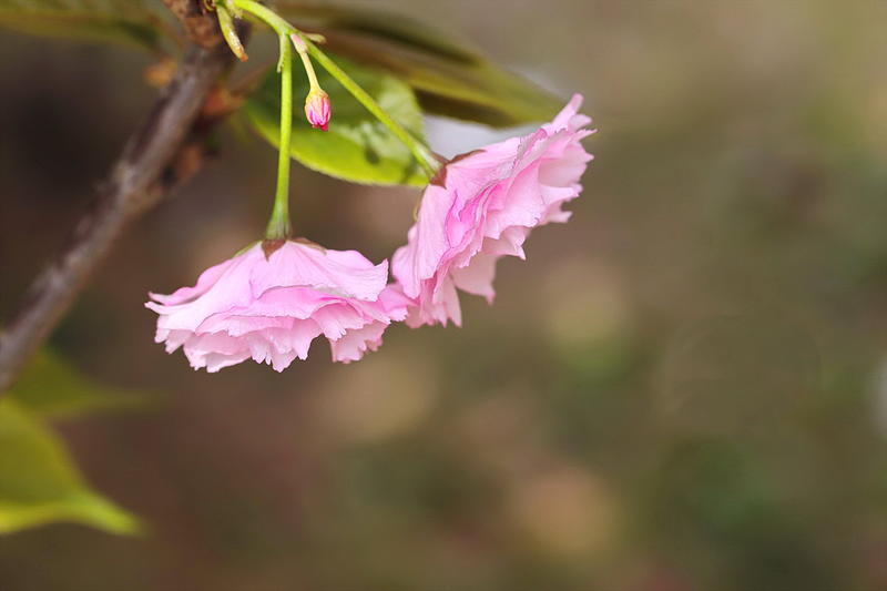 满树樱花笑春风