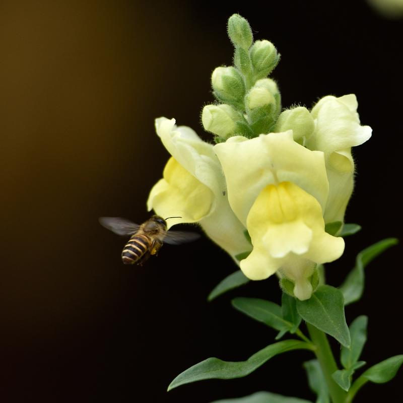 春之花(三）--（南宁）