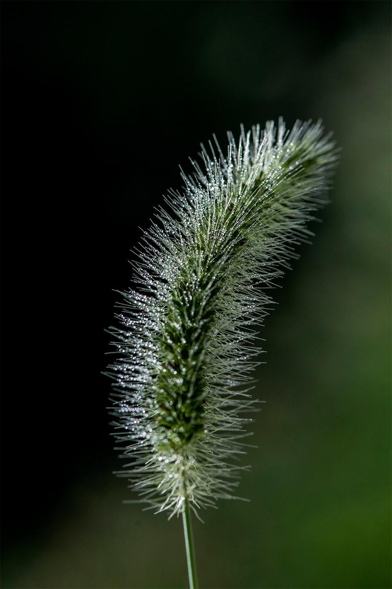 花花草草也诱人
