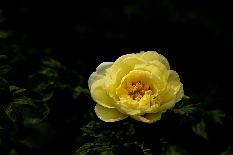 植物园--------------