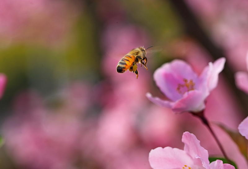 海棠花香蜜蜂忙