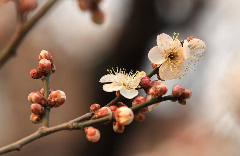 漂亮的梅花，，