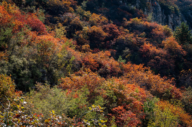 赏红叶的好去处——邢台王垴村