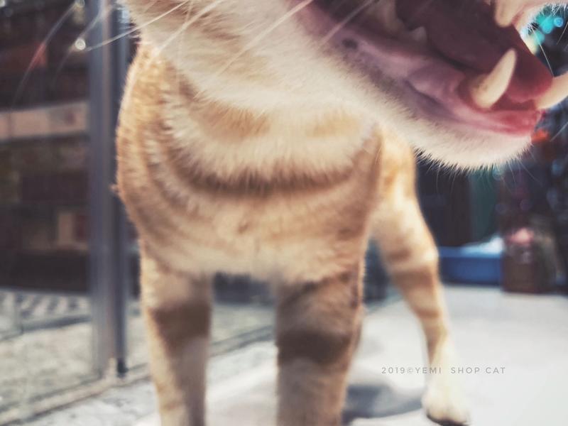 猫表情崩了能丑到什么程度？