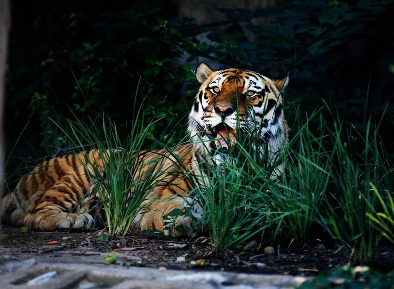 .【 虎虎生威 】.