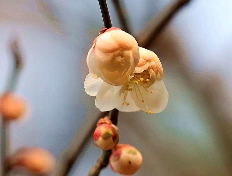 漂 亮 的 梅 花、