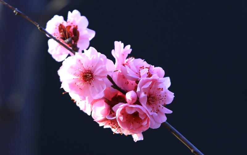 漂亮的美人梅、，