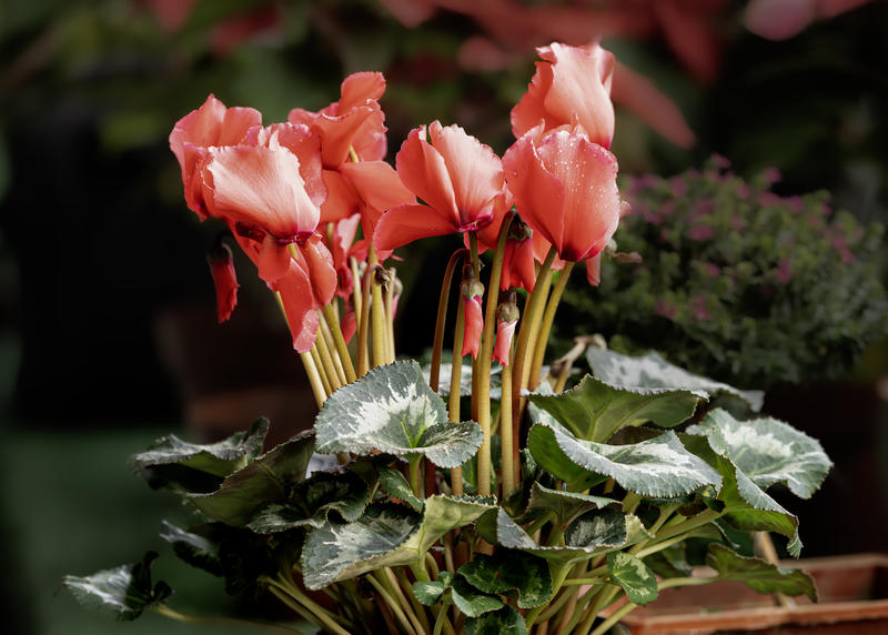 花一组（徕卡）