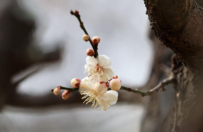 漂 亮 的 梅 花，，，