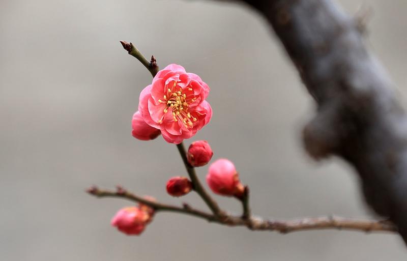 漂 亮 的 梅 花