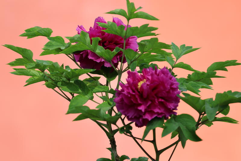 景山公园牡丹花