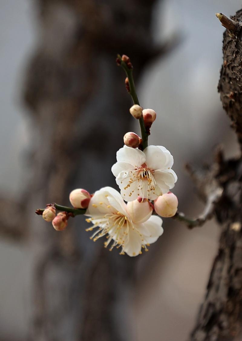 漂 亮 的 梅 花。。
