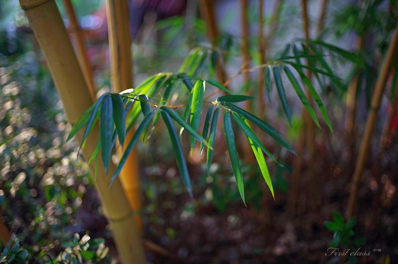 一个有色彩的相机
