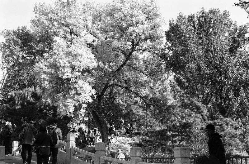 2024年10月，格拉菲23  闲游圆明园