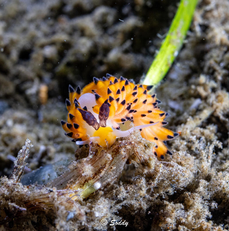 海底微距世界，奇妙夜潜