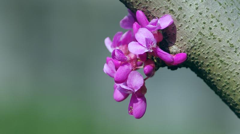 微距下的紫荆花