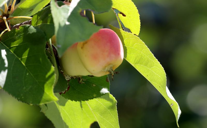 海棠果马上熟了，