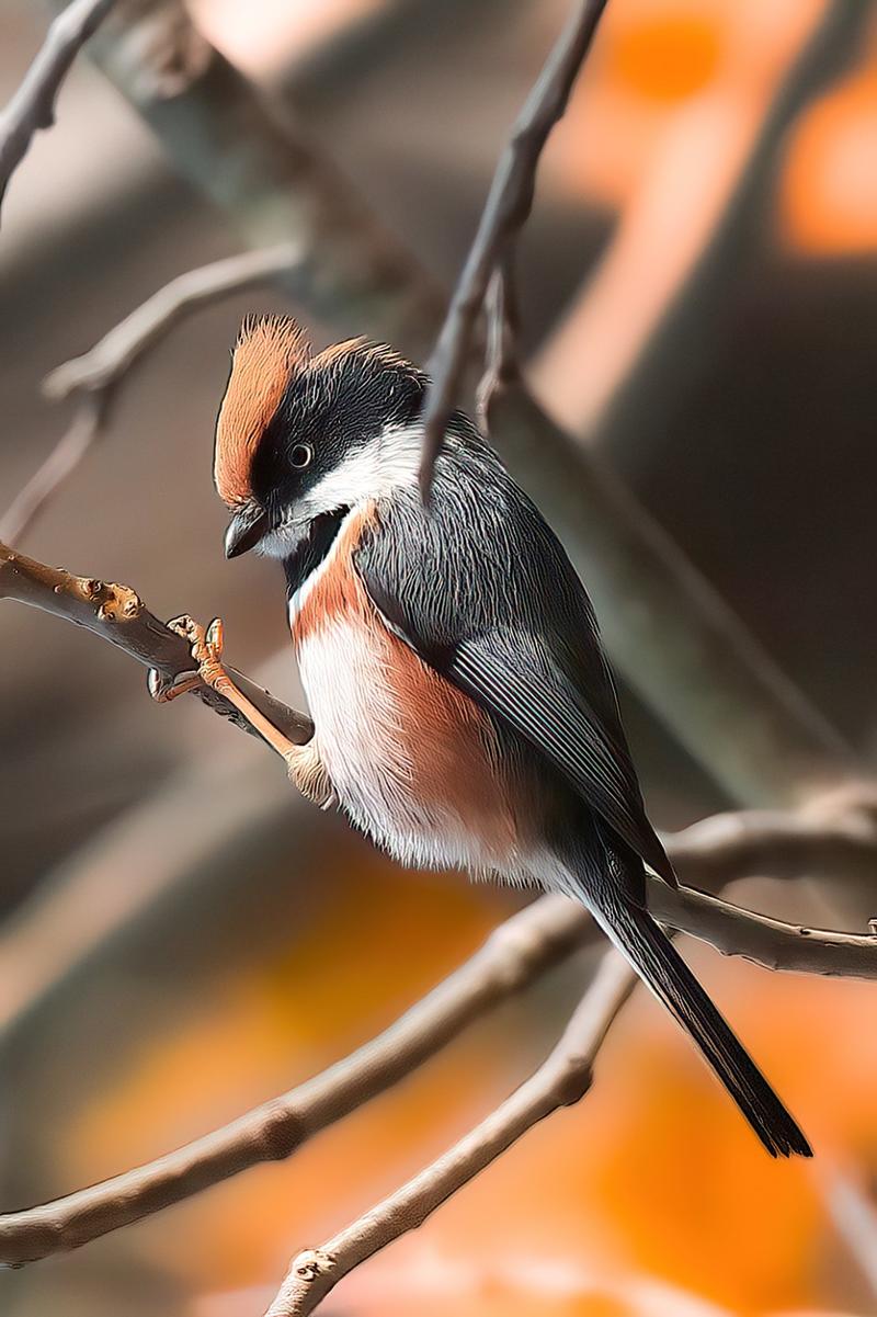 用新买的oppo reno 12 16 12 512g  pro手机后期编辑打鸟照片实例