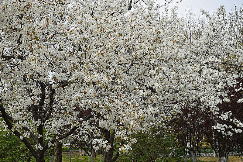 春日泰丰公园（全）