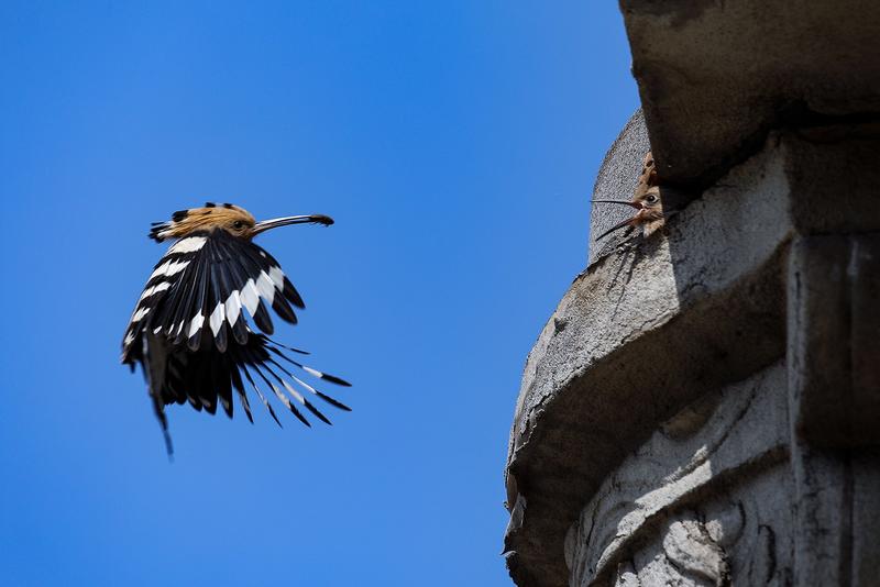 戴胜妈妈育雏忙。