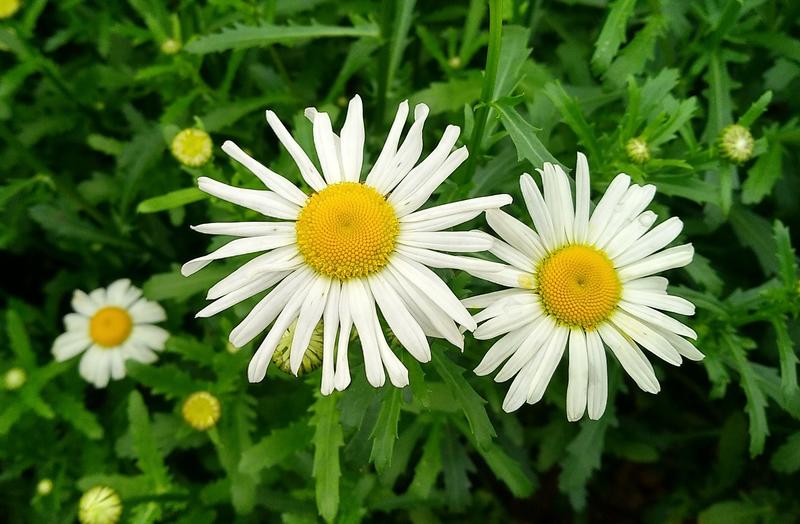 小花朵朵。。。。。。