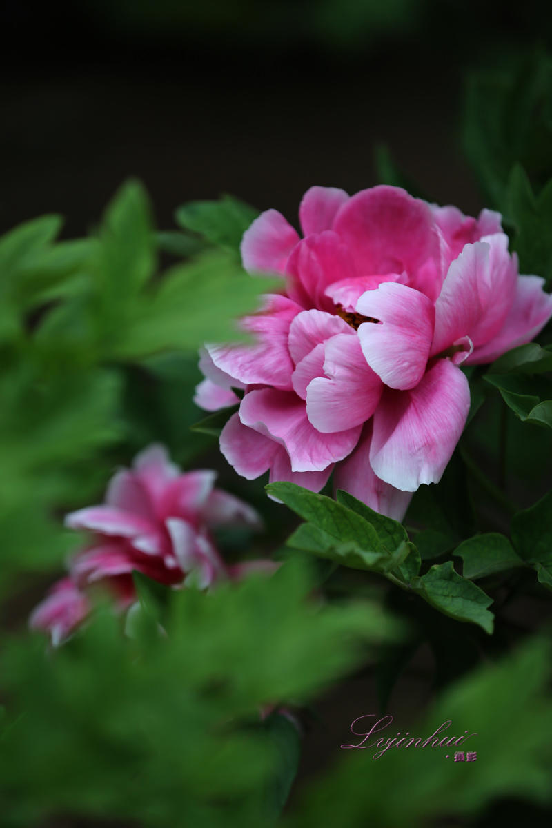 摄影习作----四月牡丹