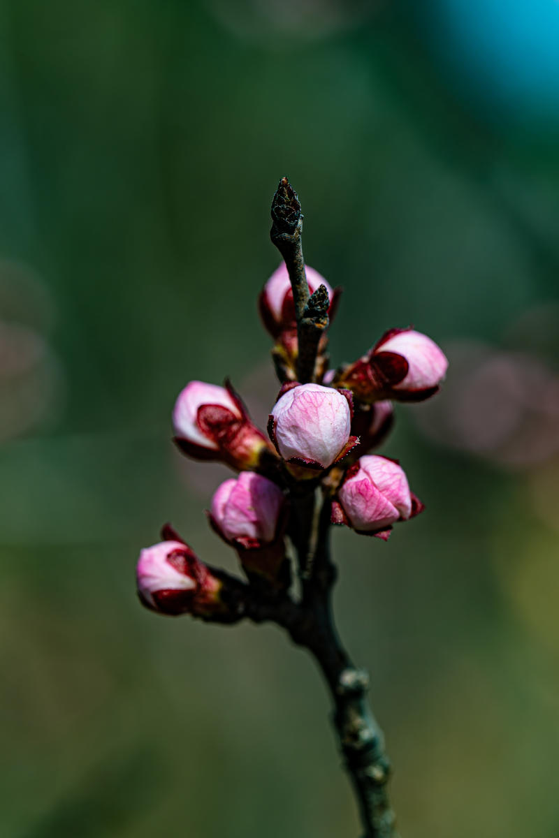 山路花烂漫-腾龙