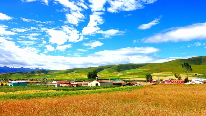 青海门源风光hh