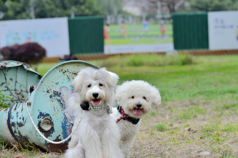 狗友群的草坪聚会