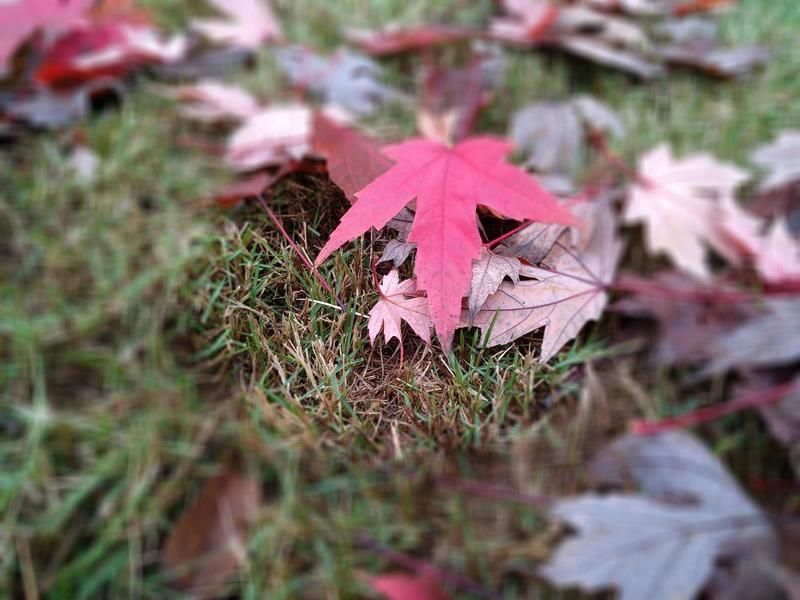 秋叶！！！！！