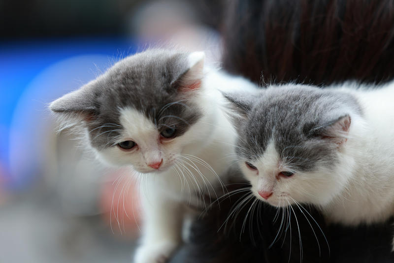 随手拍拍小猫咪