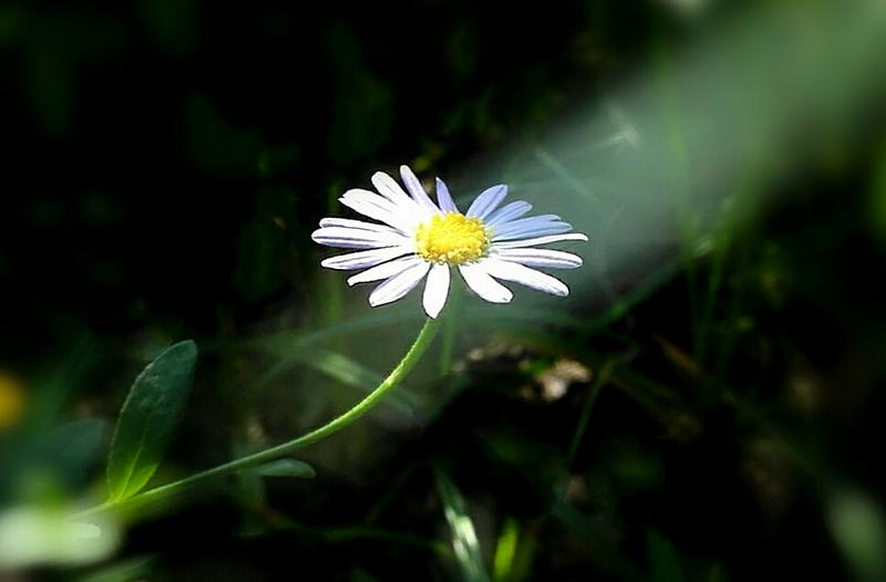 暗調马兰花(摄影学院)