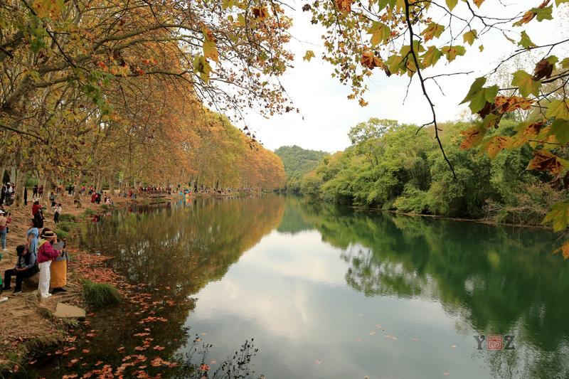 秋天的黄金大道，金绿相映