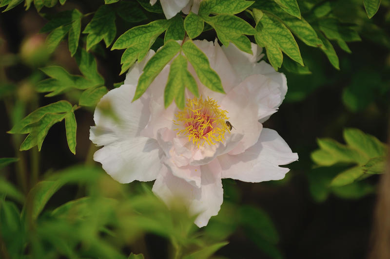 富贵牡丹 第一花