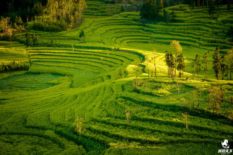 蜂摄天下——元阳 梯田甲天下