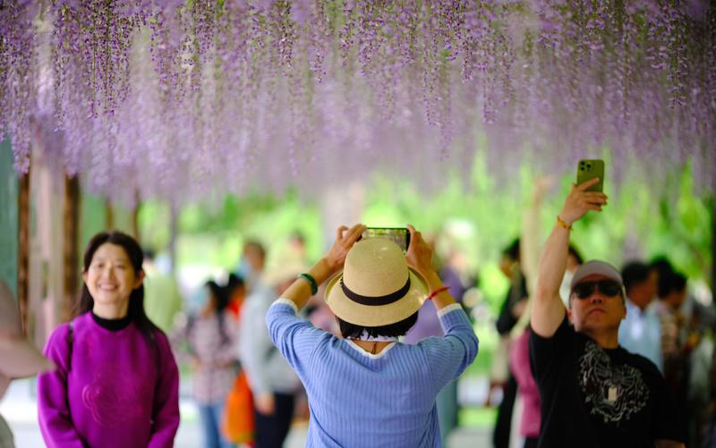 玉渊潭公园紫藤