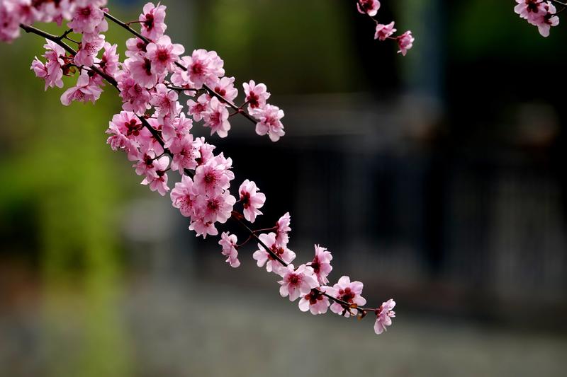 春天拍摄花卉hh