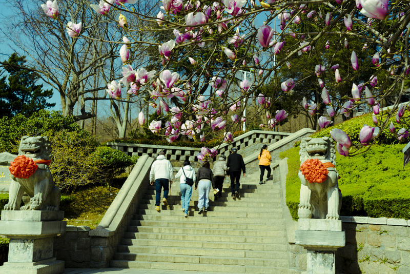 湛山寺的玉兰花，茶花！
