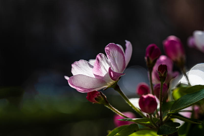 路边的海棠-腾龙