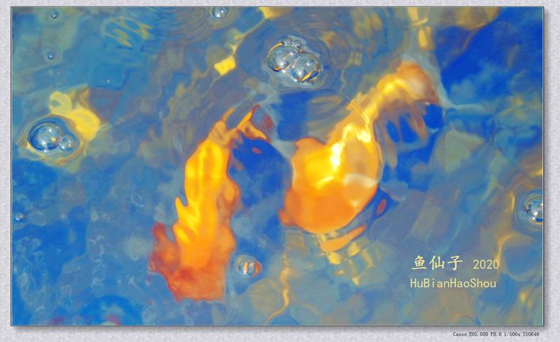 《鱼仙子》（摄影学院）