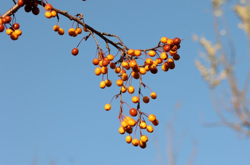诱人的海棠果、