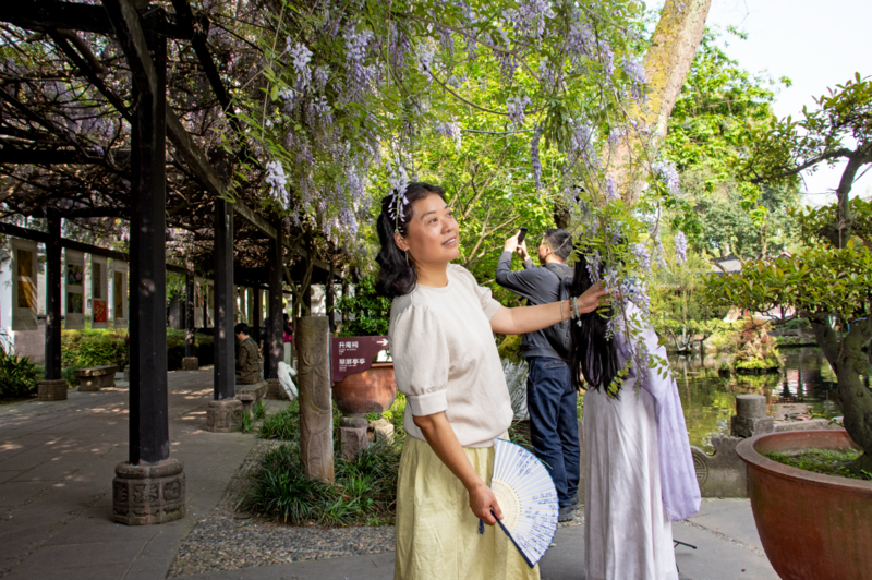 500岁的中国紫藤王开花了2（秦皇岛）