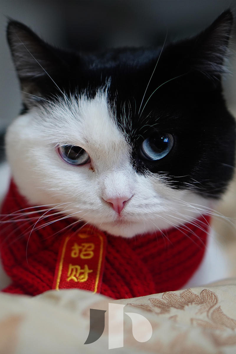 小猫卜卜近照一张