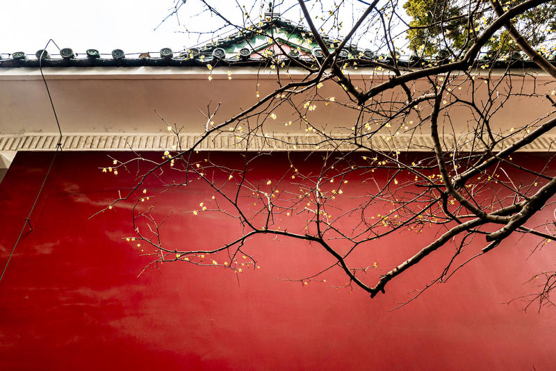 红墙里的腊梅（青岛美术馆）